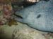 giant moray.jpg